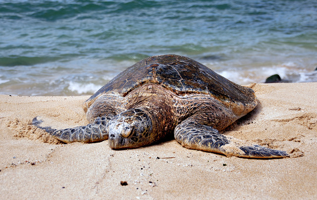 Cape Cod’s Sea Turtles