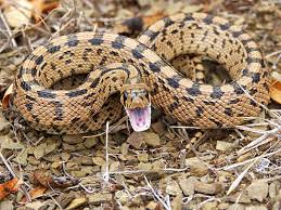 Snake Venom