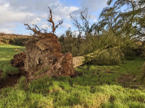 UK Winter Storm Damages Tree Population