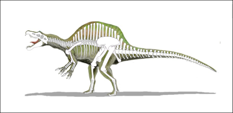 New Dinosaur Discovered: The Spinosaurus