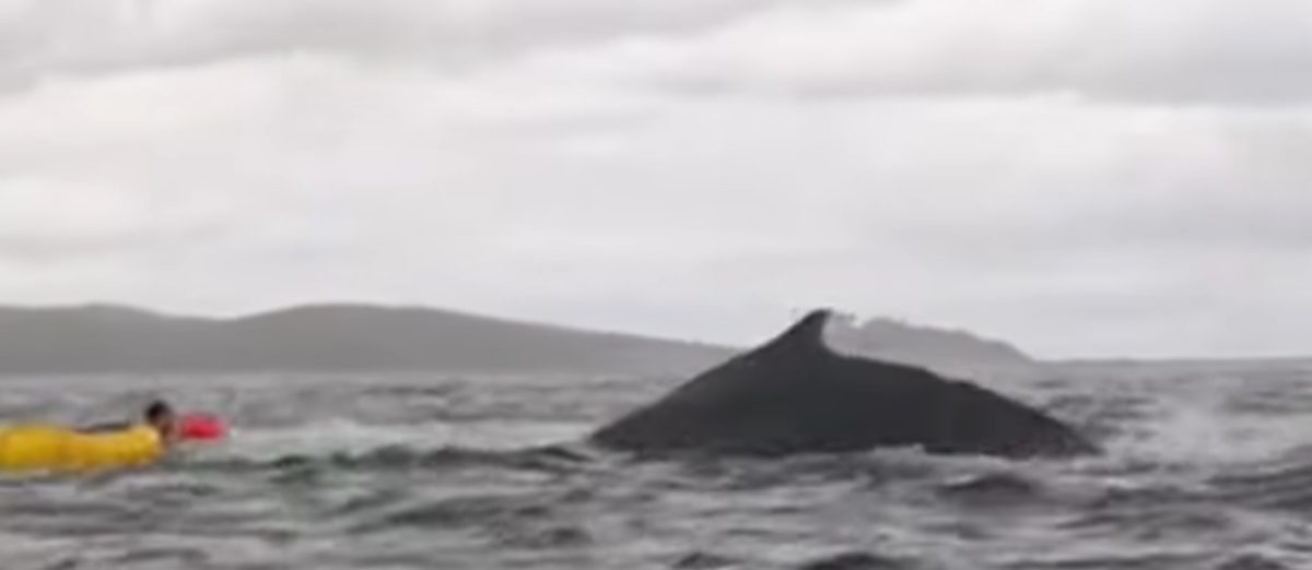 Whale Swallows 24 Year Old