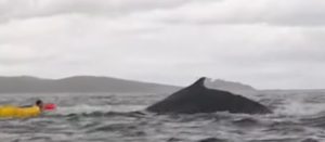 Whale Swallows 24 Year Old