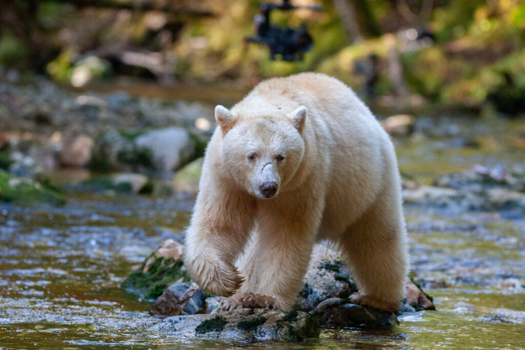 A spirit bear hunts for salmon in the Great Bear Rainforest of British Columbia.