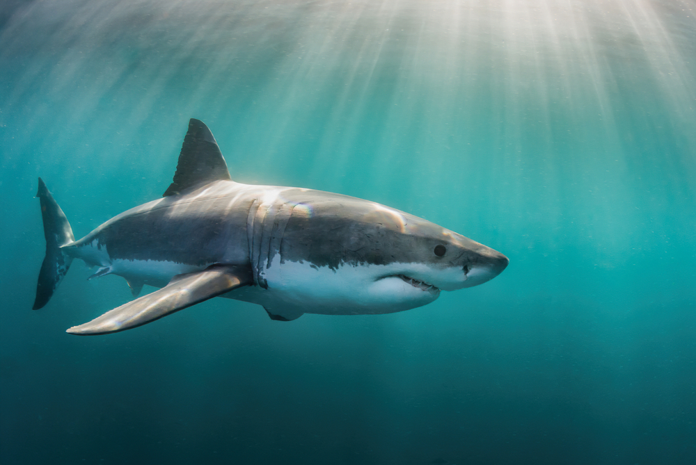The missing Great Whites